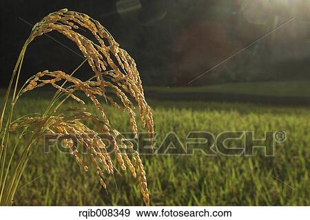 Rice ears View Large Photo Image Stock Photo - Rice ears. Fotosearch