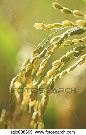 Rice ears View Large Photo Image Stock Photo - Rice ears. Fotosearch