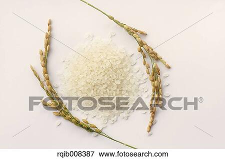 Stock Photo - Rice ears. Fotosearch