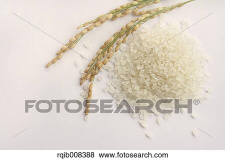 Rice ears View Large Photo Image Stock Photo - Rice ears. Fotosearch