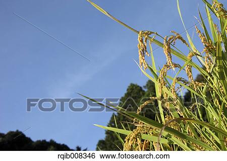 Rice ears View Large Photo Image Stock Photograph - Rice ears. Fotosearch