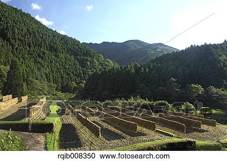 Rice paddy View Large Photo Image Stock Image - Rice paddy. Fotosearch
