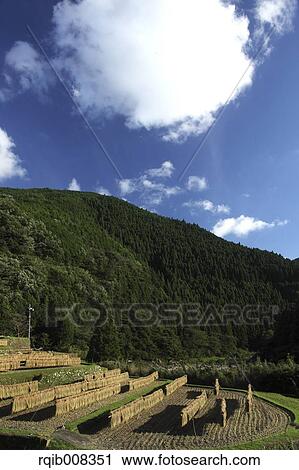Rice paddy View Large Photo Image Stock Image - Rice paddy. Fotosearch