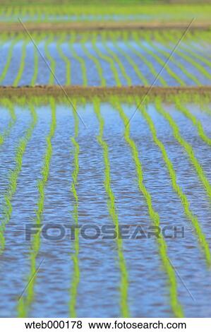 Rice paddy View Large Photo Image Stock Photo - Rice paddy. Fotosearch
