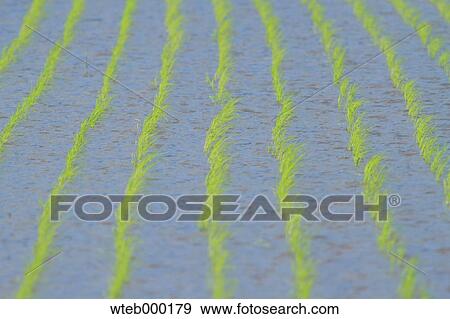 Rice paddy View Large Photo Image Stock Photo - Rice paddy. Fotosearch