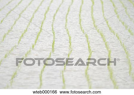 Rice paddy View Large Photo Image Stock Photograph - Rice paddy. Fotosearch