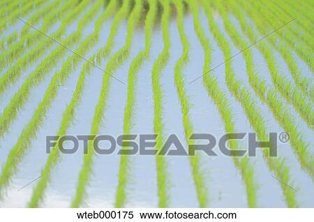 Rice paddy View Large Photo Image Stock Photography - Rice paddy. Fotosearch