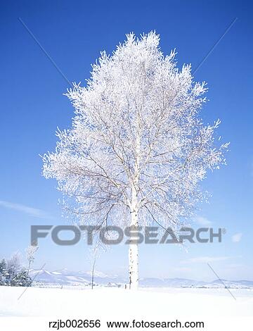 Stock Photograph - Rimed tree. Fotosearch