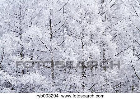 Rimed trees View Large Photo Image Picture - Rimed trees. Fotosearch