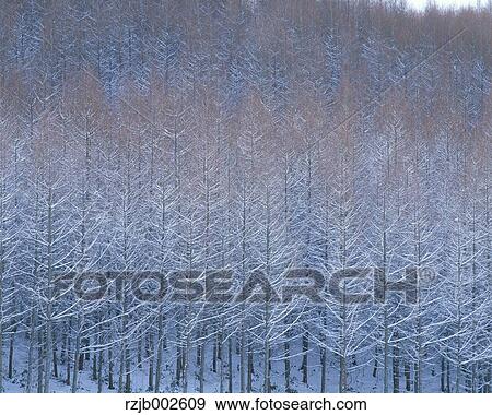 Rimed trees View Large Photo Image Stock Photo - Rimed trees. Fotosearch