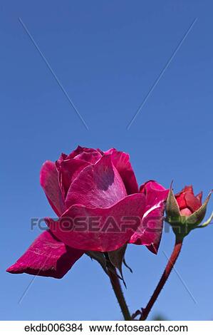 Picture - Rose flower. Fotosearch