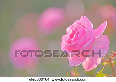Rose flower View Large Photo Image Picture - Rose flower. Fotosearch