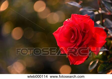 Rose flower View Large Photo Image Picture - Rose flower. Fotosearch