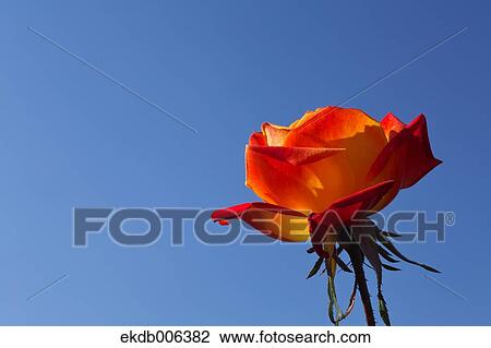 Rose flower View Large Photo Image Stock Image - Rose flower. Fotosearch