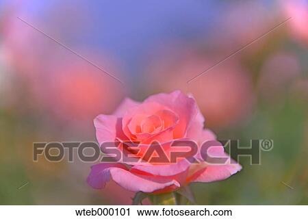 Rose flower View Large Photo Image Stock Image - Rose flower. Fotosearch