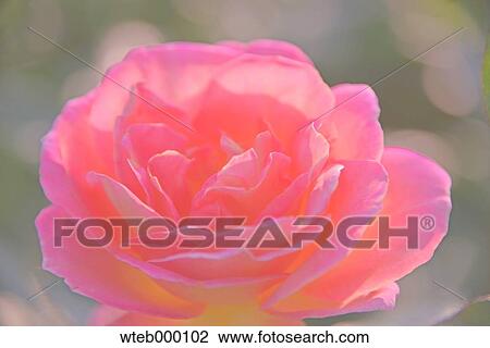 Rose flower View Large Photo Image Stock Image - Rose flower. Fotosearch