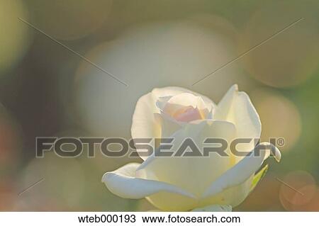 Rose flower View Large Photo Image Stock Image - Rose flower. Fotosearch