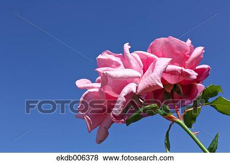 Rose flower View Large Photo Image Stock Photo - Rose flower. Fotosearch