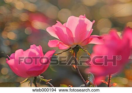 Rose flowers View Large Photo Image Picture - Rose flowers. Fotosearch
