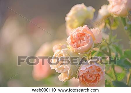 Stock Image - Rose flowers. Fotosearch