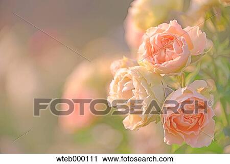 Rose flowers View Large Photo Image Stock Image - Rose flowers. Fotosearch