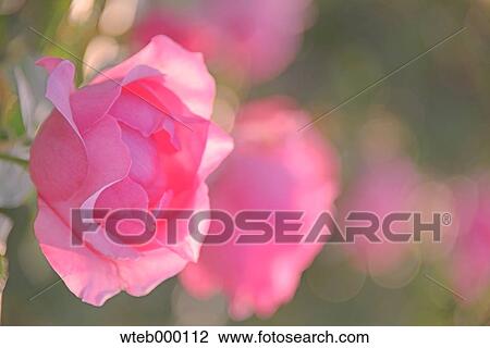 Rose flowers View Large Photo Image Stock Image - Rose flowers. Fotosearch
