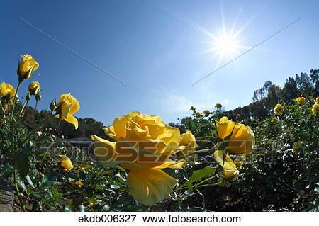 Rose flowers View Large Photo Image Stock Photo - Rose flowers. Fotosearch
