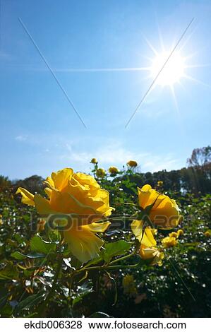 Stock Photo - Rose flowers. Fotosearch