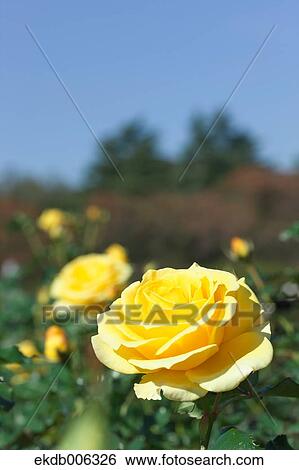 Rose flowers View Large Photo Image Stock Photograph - Rose flowers. Fotosearch