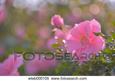 Rose flowers View Large Photo Image Stock Photography - Rose flowers. Fotosearch