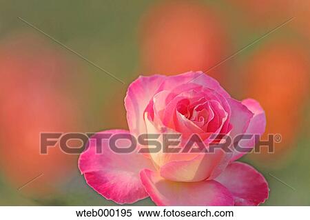 Rose flowers View Large Photo Image Stock Photography - Rose flowers. Fotosearch