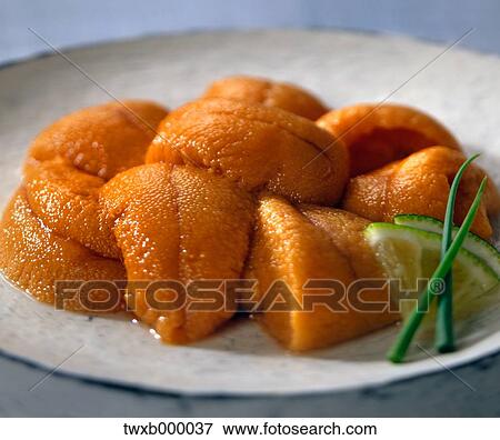 Stock Photo - Sea Urchin. Fotosearch