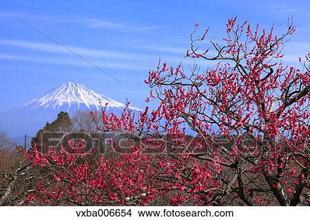 Shizuoka Prefecture, Japan View Large Photo Image Picture - Shizuoka Prefecture, Japan. Fotosearch