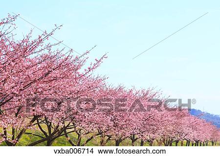 Shizuoka Prefecture, Japan View Large Photo Image Picture - Shizuoka Prefecture, Japan. Fotosearch