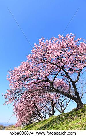 Picture - Shizuoka Prefecture, Japan. Fotosearch