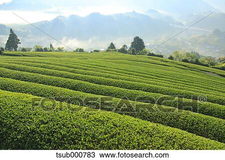 Shizuoka Prefecture, Japan View Large Photo Image Stock Image - Shizuoka Prefecture, Japan. Fotosearch