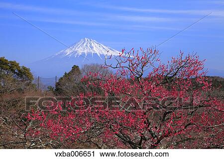 Stock Image - Shizuoka Prefecture, Japan. Fotosearch