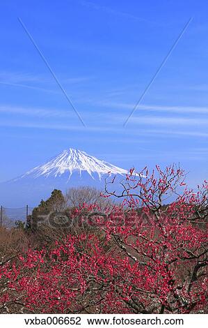 Stock Image - Shizuoka Prefecture, Japan. Fotosearch