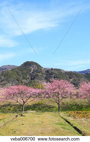 Shizuoka Prefecture, Japan View Large Photo Image Stock Image - Shizuoka Prefecture, Japan. Fotosearch