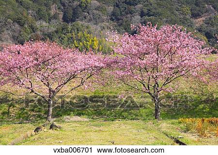 Shizuoka Prefecture, Japan View Large Photo Image Stock Image - Shizuoka Prefecture, Japan. Fotosearch