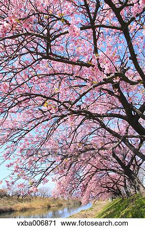 Stock Image - Shizuoka Prefecture, Japan. Fotosearch