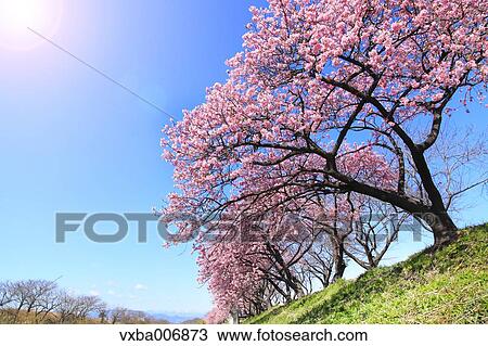 Shizuoka Prefecture, Japan View Large Photo Image Stock Image - Shizuoka Prefecture, Japan. Fotosearch