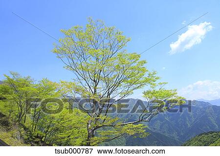 Shizuoka Prefecture, Japan View Large Photo Image Stock Photo - Shizuoka Prefecture, Japan. Fotosearch