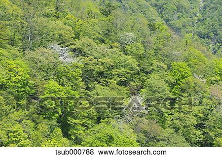 Shizuoka Prefecture, Japan View Large Photo Image Stock Photo - Shizuoka Prefecture, Japan. Fotosearch