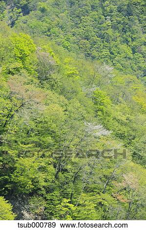 Stock Photo - Shizuoka Prefecture, Japan. Fotosearch