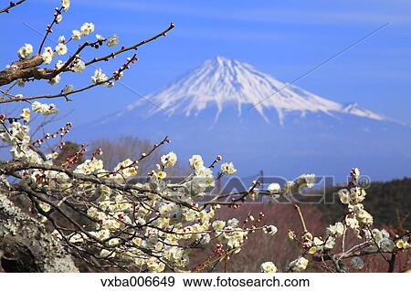 Stock Photo - Shizuoka Prefecture, Japan. Fotosearch