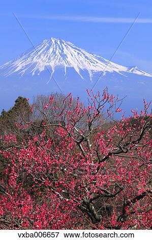 Shizuoka Prefecture, Japan View Large Photo Image Stock Photo - Shizuoka Prefecture, Japan. Fotosearch