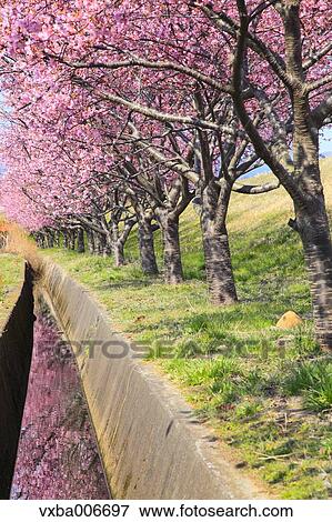 Shizuoka Prefecture, Japan View Large Photo Image Stock Photo - Shizuoka Prefecture, Japan. Fotosearch