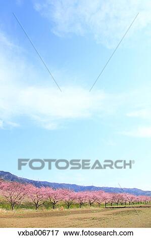 Shizuoka Prefecture, Japan View Large Photo Image Stock Photo - Shizuoka Prefecture, Japan. Fotosearch