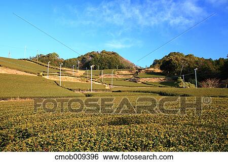 Stock Photograph - Shizuoka Prefecture, Japan. Fotosearch